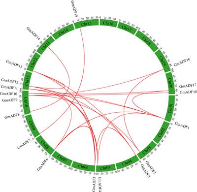 Genome-wide identification of actin-depolymerizing factor gene family and their expression patterns under various abiotic stresses in soybean (Glycine max)